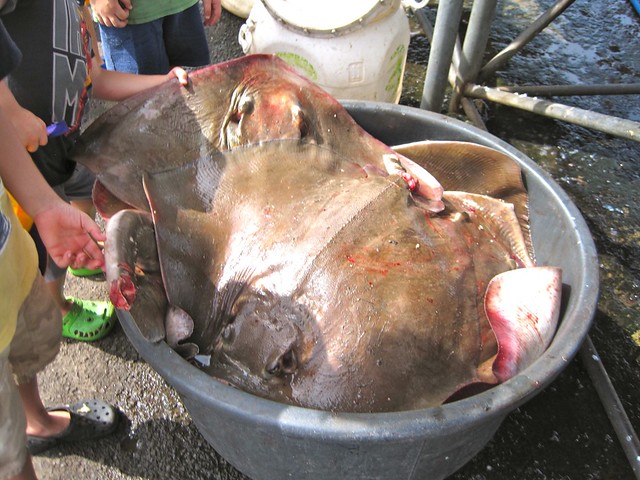 Fresh rays for sell in a seafood market in el salvador