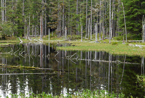 reflection moelynphotos forestlooptrail alaskaglacierbaybartlettcovescenerylandscapeglacierbaynationalpark