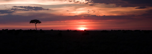 sonnenuntergang kenya ken landschaft baum ort masaimara ereignis bildart bildinhalt kenyazanzibar2007
