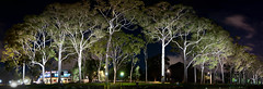 The Trees at Kings Park