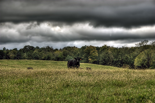 cow canon20d pasture hdr stormclouds unioncounty wesleychapel blackcow photomatix unioncountync topazdenoise brycehoover 3clixpix