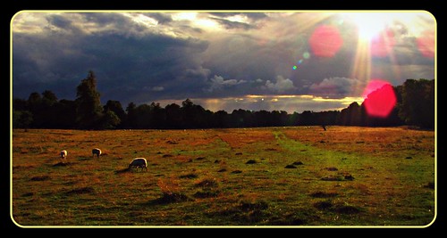 uk england shine sheep path illuminations illuminated lincolnshire trail lensflare nationaltrust atmospheric stormyclouds patternsinthesky pathtonowhere beltonpark sheepgrazinginthelight beautifulparkland