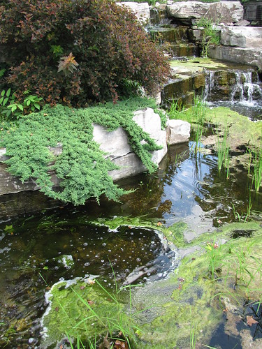 plants garden zoo pond scenery rocks michigan wetland saginaw saginawchildrenszoo celebrationsquare