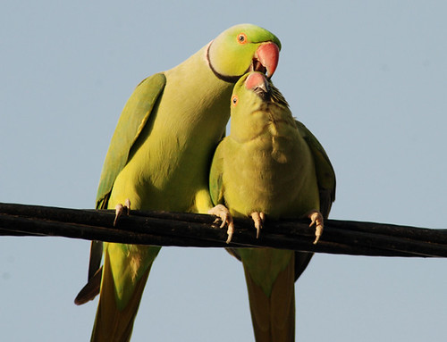 Courtship behavior in Indian Ring necked parakeets