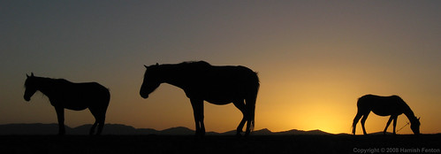 horses kyrgyzstan aftersunset songkol