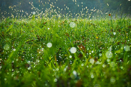 wet grass project365 ourdailychallenge odc3