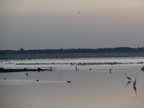 oklahoma sunrise swan ducks oklahomacity lakeoverholser