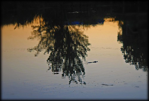sunset louisiana gator reptile alligator swamp patsfishermanswharf