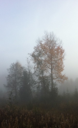 morning autumn tree fall nature fog finland punkaharju
