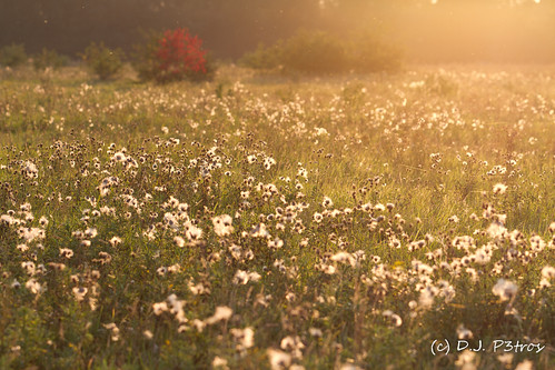light sunset sun white flower nature field canon evening zonsondergang niceshot meadow 7d artistoftheyearlevel3 musictomyeyeslevel1 djp3tros