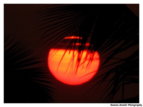 trees sunset coconut