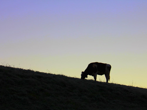 sunrise switzerland cow emmental bärau