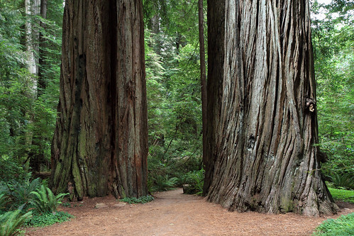 california trees usa nature forest grove huge trunk redwood stoutgrove base highway101 sequoiasempervirens jedediahsmithredwoodsstatepark canonefs1755mmf28isusm howlandhillroad canoneos7d giantcoastredwood