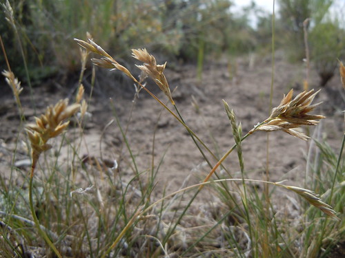 grass montana habit native habitat poaceae perennial inflorescence rhizomatous coolseason poeae poacusickii poafendleriana tendoymountains muttongrass muddycreekroad