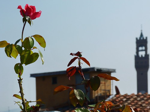 Una rosa per Firenze