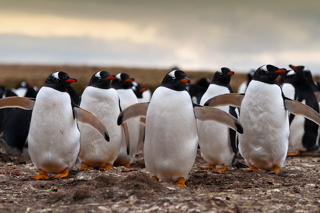 Bertha's Beach Gentoo Penguins
