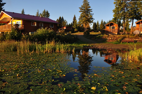 cabins morning reflections lilypads auquaticplants buildings architecture cattails trees branches pine bushes resort dutchlakeresort dock clearwater wellsgraycountry bc britishcolumbia canada taniasimpson photographer photography photograph photo image copyrightimage nikon nikond90