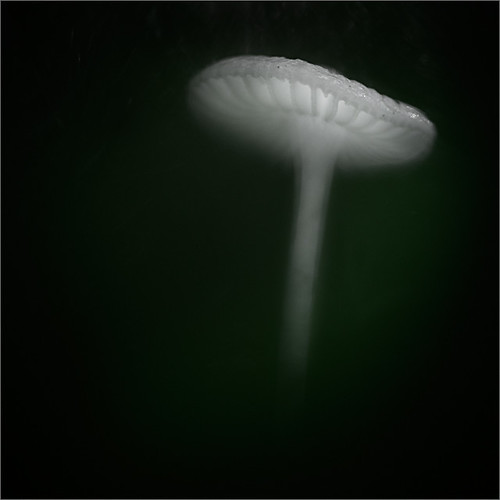 light shadow white macro nature mushroom forest square fineart minimal fungus minimalism shining