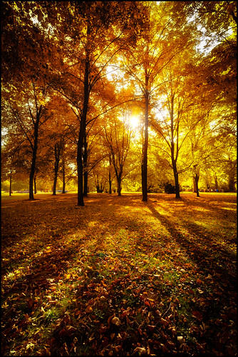 park autumn trees sun fall foliage sanssouci potsdam schlosspark flickraward flickraward5 parksansscouci