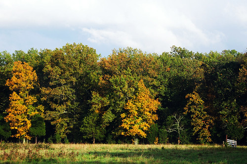 autumn tree rain landscape virginia farm