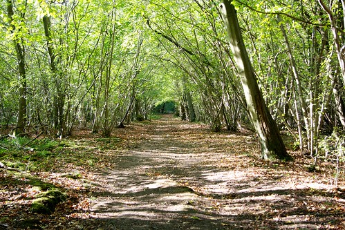 Piddles Wood Dorset