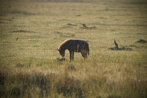 tiere kenya ken nakuru ort hyäne raubtiere ereignis lakeviewestate kenyazanzibar2007 hyã¤ne