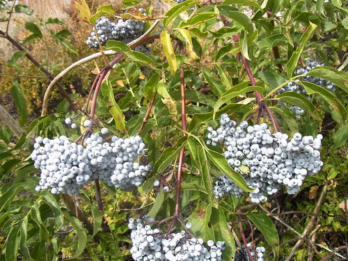 plants elderberry