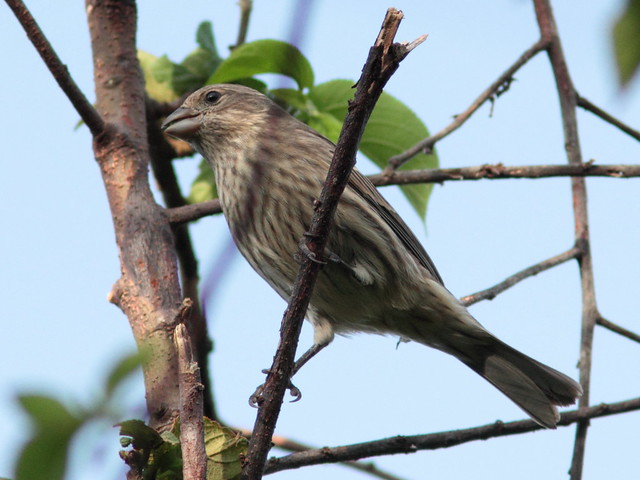 House Finch 20110930