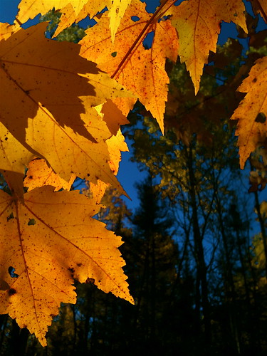 autumn fall nature minnesota outdoors maple october fallcolors hunting britt mapleleaves buhl ironrange superiornationalforest
