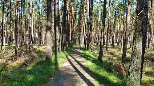 wood tree forest germany way deutschland alley camino path bosque árbol alemania wald floresta bäume allemagne arbre baum chemin forêt bois vorpommern wege mecklenburg