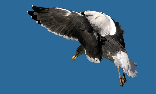 wildlife gull avian greatblackbackedgull wildbirds lesserblackbackedgull britishbirds birdphotos birdsofthebritishisles snapdecisions theworldofbirds birdsofbritonandeurope