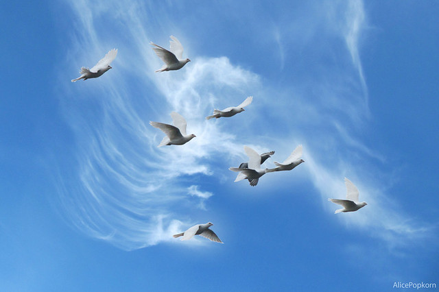 peace doves