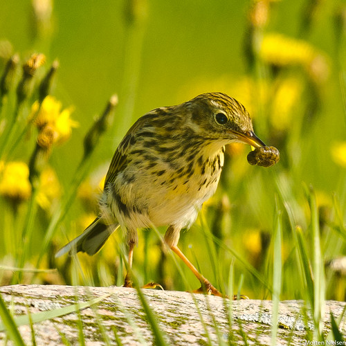 meadowpipit anthuspratensis