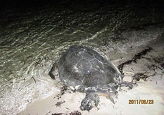 除了保護區，綠蠵龜要找到產卵棲地越來越難。圖為東沙環礁紀錄的產完卵後返回大海的母龜。（圖片來源：海洋國家公園）