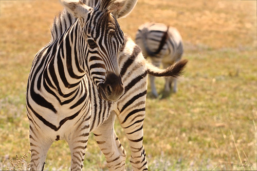 animals canon zebra animalplanet canon70200f4l rebelxs eos1000d winstonsafari