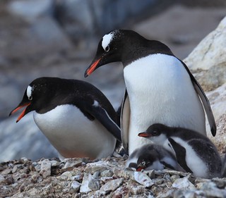 Gentoo Penguins with chicks at Jougla Point, Antarctica
