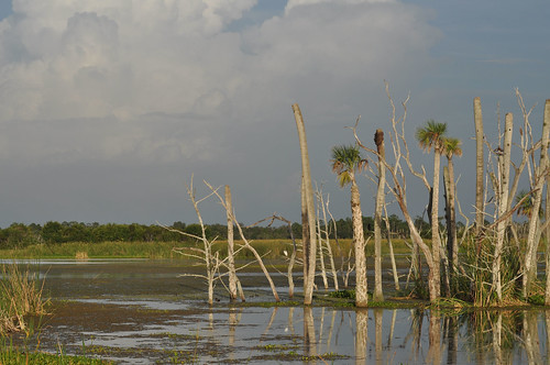 water florida palmtrees marsh wetland