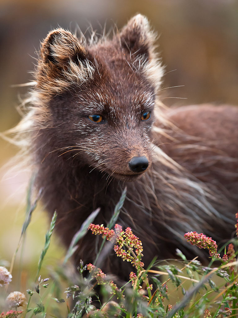 Arctic Fox (Vulpes lagopus fuliginosus)