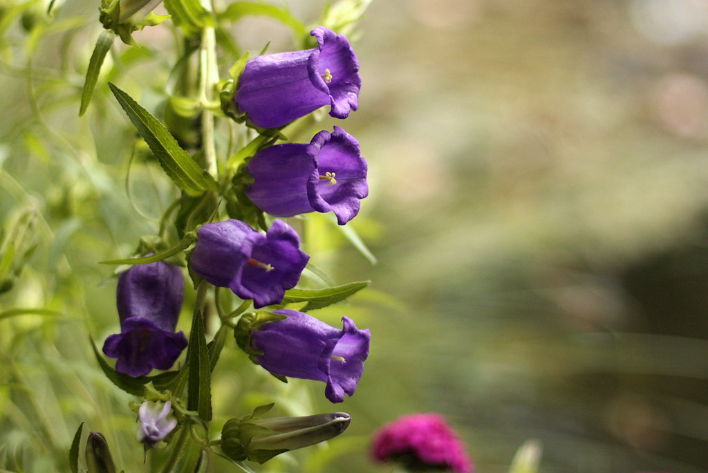 purple flowers at Claude Monet's gardens