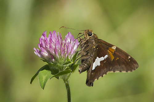 ohio butterfly silverspottedskipper moundroad caesarcreekstatepark harveysburg