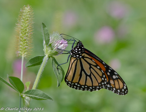 butterfly pennsylvania monarch berkscounty danausplexippus kaerchercreekpark