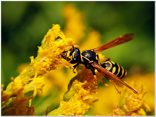 nature bee hornet yellowjacket sooc justsaying theyhavetosurvivetoo utohthedelusionalselfentitledarerising