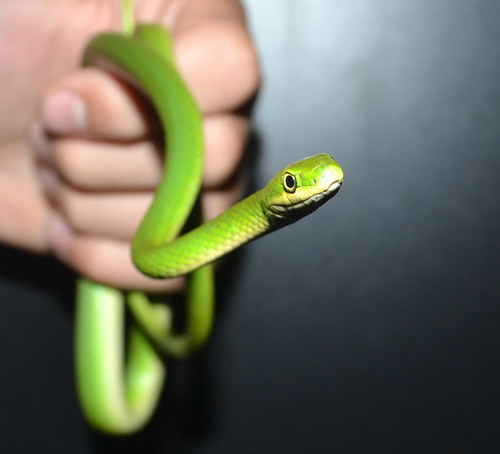 black green eye hand snake