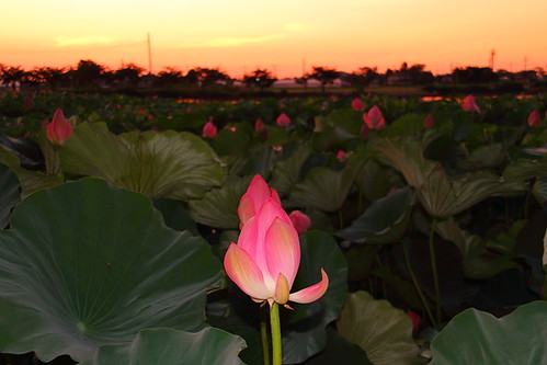 flower japan sunrise dawn twilight asia lotus 日本 nippon saitama kawagoe 花 川越 埼玉 蓮 古代蓮 isanuma 伊佐沼
