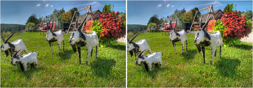 sculpture stereoscopic stereophotography 3d crosseye goats handheld lawnornaments chacha hdr 3dimensional hobsonschoice crossview crosseyedstereo 3dphotography 3dstereo hobsonschoicegreenhouse