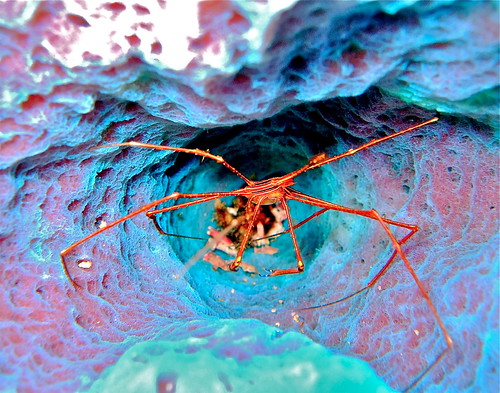 crustacean bonaire coralreef netherlandsantilles spidercrab arrowcrab kralendijk stovepipesponge stenorhynchusseticornis caribbeanarrowcrab