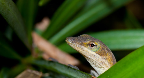 macro closeup lizard