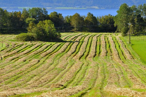norway norge harvest trondheim byneset høyballer traktoregg ystenes høsting martinystenes langlo
