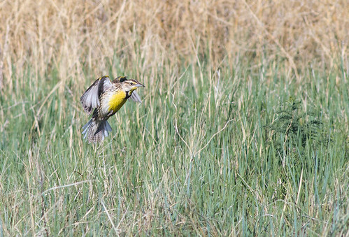 bird colorado westernmeadowlark sturnellaneglecta