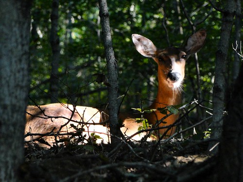 nature animal wildlife indiana deer orangecounty whitetaildeer dschx1
